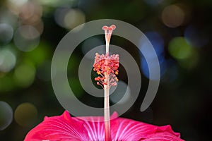 macro photography of red and white flower