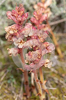 Macro photography of a wild flower - Orobanche alba photo