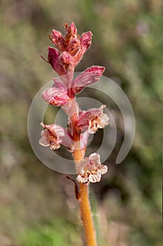 Macro photography of a wild flower - Orobanche alba photo