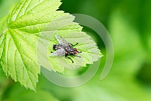 Macro Photography red wild fly in green leave