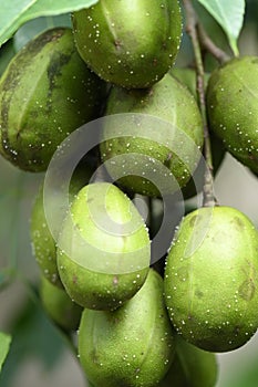 macro photography on resinosis disease on caja manga dew leaf in nature on blurred background photo