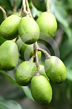 macro photography on resinosis disease on caja manga dew leaf in nature on blurred background photo