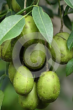 macro photography on resinosis disease on caja manga dew leaf in nature on blurred background photo