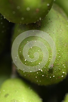 macro photography on resinosis disease on caja manga dew leaf in nature on blurred background photo