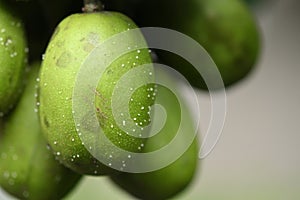 macro photography on resinosis disease on caja manga dew leaf in nature on blurred background photo