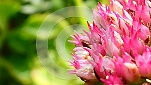 Macro photography of Rhodiola rosea.