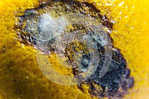 Macro photography. Rotten mold on a spoiled yellow citrus fruit tangerine or orange or lemon. Close-up.