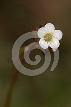 Macro photography of a Saxifraga granulata