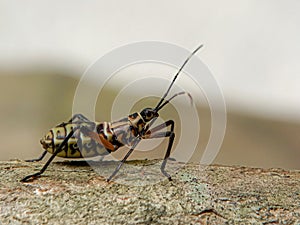 Macro Photography - Serangga Merayap dipohon