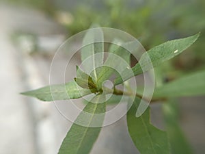 Macro photography Shoots of green plants with leaves in a tropical rain forest for wallpaper background