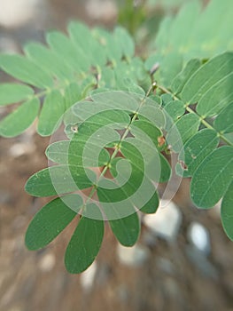 Macro photography Shoots of green plants with leaves in a tropical rain forest for wallpaper background