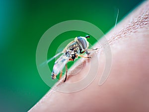 Macro photography shot of a bee sitting on the human skin with a blurry green background