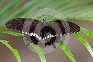 Macro photography shot of black butterfly with white spots on a green plant with blurred background