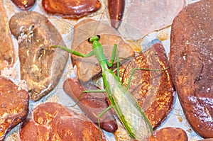 Macro photography shot of a green Mantidae climbing over red rocks