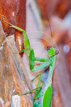 Macro photography shot of a green Mantidae climbing over red rocks