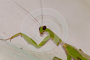 Macro photography shot of a green mantidae with a white background