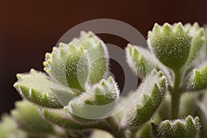 Macro photography shot of scabrous plants on blurred background