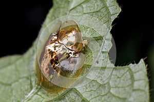 Macro photography showing a transperant yellow lady bird