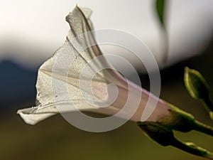 Macro photography from the side of the false bindweed wildflower.