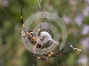 Macro photography of a silver argiope spider with a prey wrapped in its silk