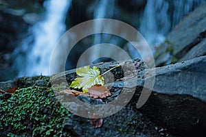 Macro photography of small autumnal colorful leaves lieing at moss stone at beautiful waterfall background. Flowing