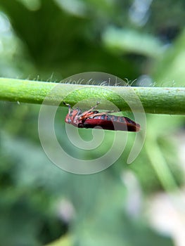Macro photography of small baby grasshopper on green leaf in the forest, Grasshopper a plant-eating insect and leaf with long hind