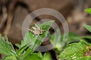 Macro photography of a small cricket on a leaf