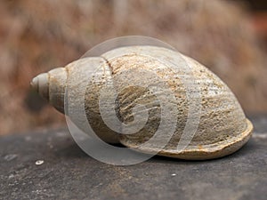 Macro photography of a small sea conch shell on a stone II