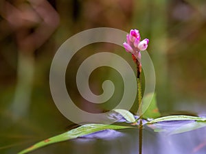 Macro photography of a smartweed flower on a pond