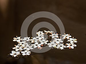 Macro photography of some fallen elder flowers floating in the water of a tank