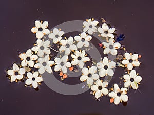 Macro photography of some fallen elder flowers floating in the water of a tank