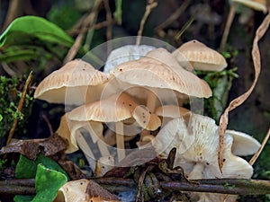 Macro photography of some kind of Gymnopus fungus