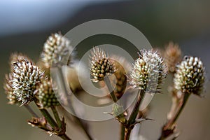 Macro photography of some paramo flowers