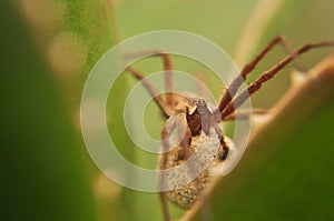 Macro photography with spider that protects his egg / Hobo Spider / Tegenaria agrestis spider on aloe vera leaves