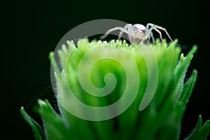 Macro photo, Spider, Araneae, Arachnida photo