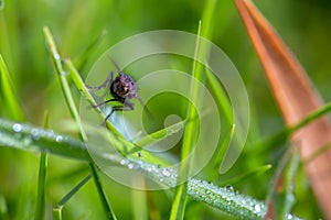 Macro photography of a stable fly on a blade of grass