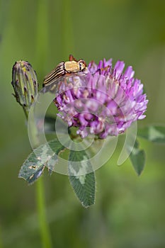 Macro photography of a striped scarab beetle