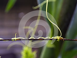 Macro photography of stuffing cucumber curling tendrils