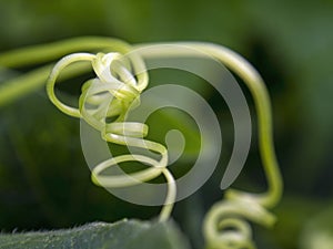 Macro photography of stuffing cucumber curling tendrils 3
