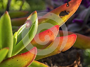 Macro photography of succulent plant leaves