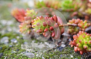 Macro photography of a succulent - Sedum rubrotinctum