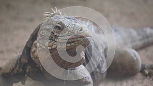 Macro photography of a terrestrial lizard, a scaled reptile
