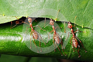 Macro photography of three red ants trying to pull the leaf to make their home