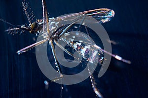 Macro photography of a tiger mosquito