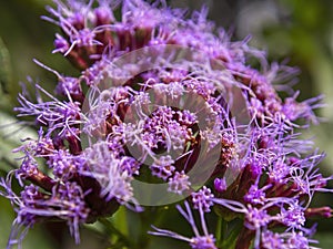 Macro photography of the tiny praire ironweed red flowers photo