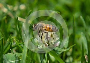 Macro Photography to a bee flying over a wild flower growing up in green grass