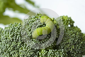 Macro Photography to a green cabbage worm with a green broccoli
