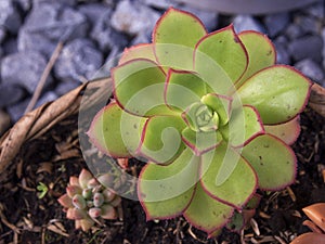 Macro photography from the top of a pinwheel succulent plant photo