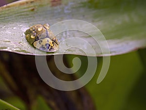 Macro photography of a tortoise beetle covered in rain drops 2