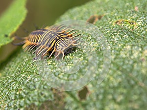 Macro photography of a tortoise beetle larva on a leaf 3
